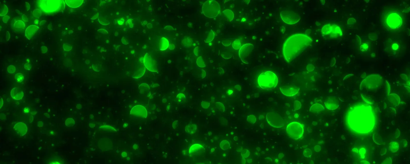 Lipid assemblies resemble microscopic moons