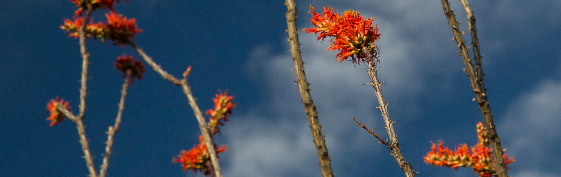 Tucson, Arizona - Ocotillo cactus (Fouquieria splendens) in bloom in the Cactus Forest in the Rincon Mountain District of Saguaro National Park